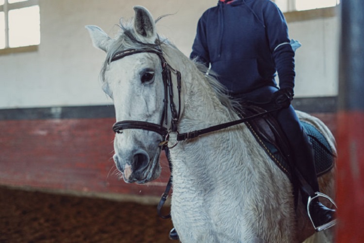 Rádio Regional do Centro: Cavalos zelam pela saúde mental e bem-estar de alunos do Politécnico de Coimbra