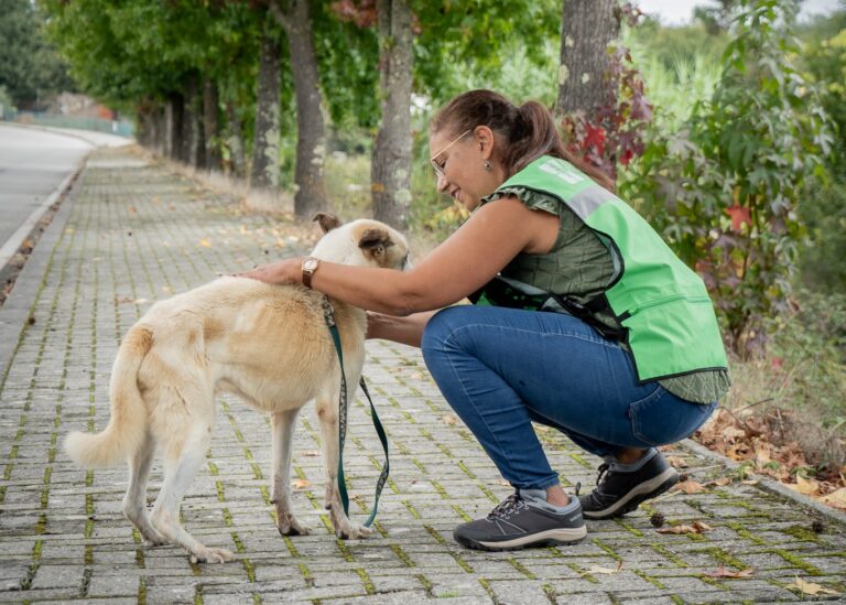 Rádio Regional do Centro: Câmara de Tondela comparticipa esterilização de 213 animais de companhia